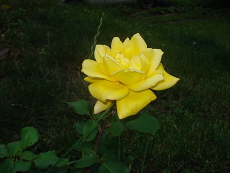 Yellow rose - yellow rose