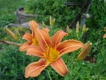 Tiger Lilies