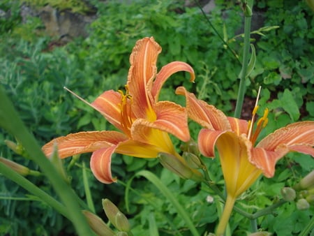 Tiger Lilies - flowers, tiger lilies