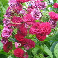 teacup roses