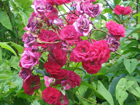 teacup roses - teacup roses, flowers