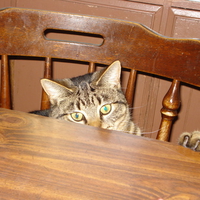 cat