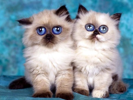 big blue - eyes, cats, blue