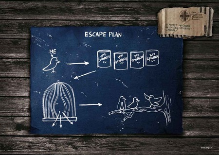 Escape Plan OF Bird - escape plan of bird