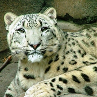 Snow Leopard