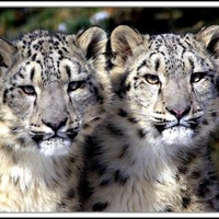 Snow Leopards