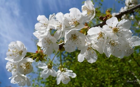 Spring Cherry Blossoms - white, sky, flora, blossom, widescreen, flower, washington