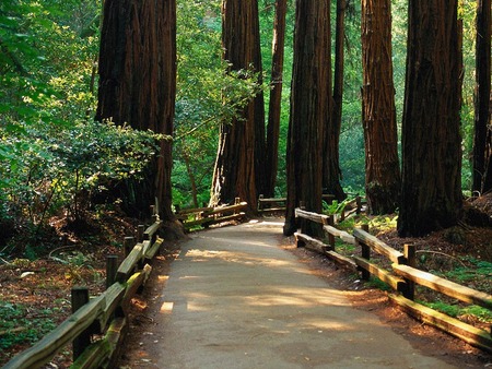 Bridge Of woods - road, trees, woods, bridge