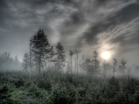 Forest and Fog - forests, light, fog, trees, nature