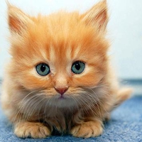 kitty