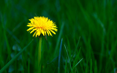 dandelion - dandelion