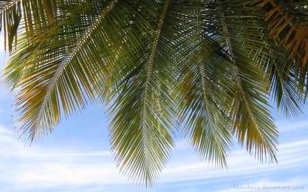 Palms - palms, flower, tree