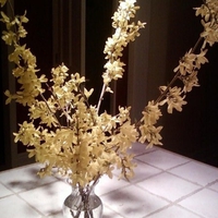 Forsythia From my Backyard