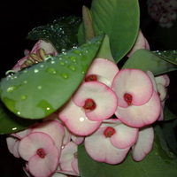 gina's flowers