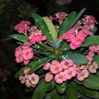 gina's flowers