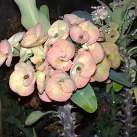 gina's flowers