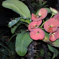 gina's flowers