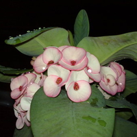 gina's flowers