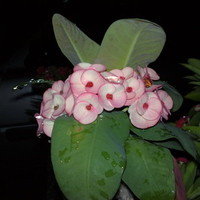 gina's flowers