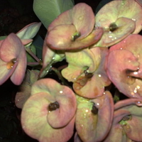 gina's flowers