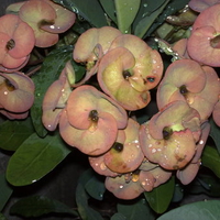 gina's flowers