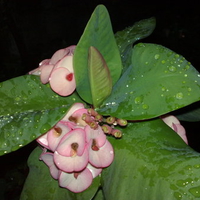 gina's flowers