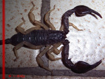 Scorpion