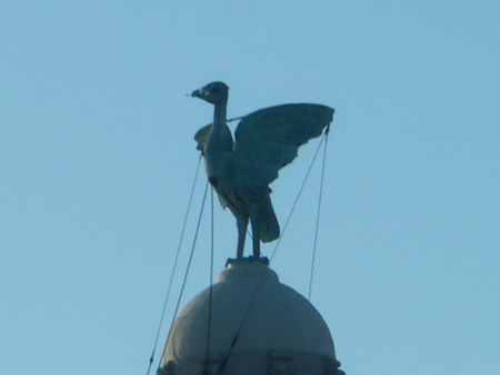 liverpool bird - sport