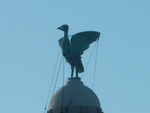 liverpool bird