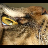 EYE oF THE tIGER