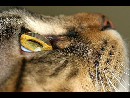 EYE oF THE tIGER - eye-of-the-tiger