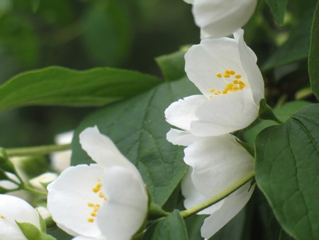 flowers - flowers