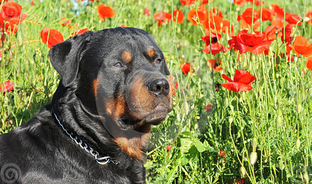 Rottweiler with poppies - rottweiler, animals, poppies, flowers, dog