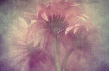 Antique Pink - nature, effects, lower, pink, antique