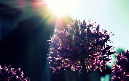 Under the Sunshine - nature, beautiful, view, sunshine, liliac, flower