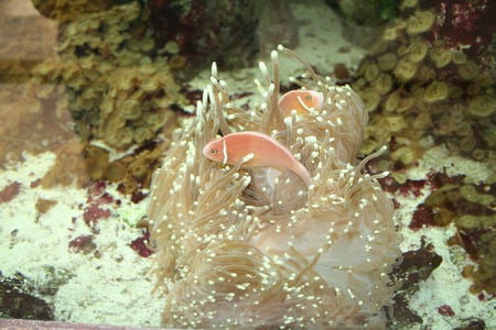 Aquarium 3 with coral reefs at West Edmonton Mall  - white, coral reefs, brown, pink, fish, photography, aquarium