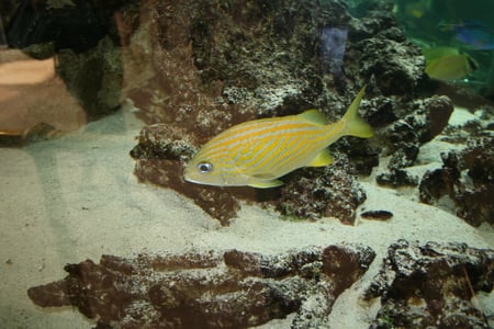 Coral Reefs Aquarium 6 with fish  - white, yellow, photography, brown, aquarium, coral reefs, fish, sand