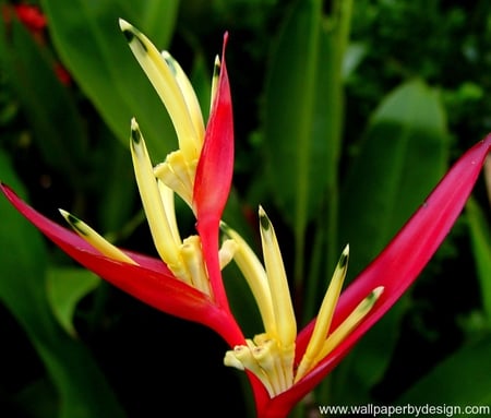 Red and yellow - flowers, flower, tropican, red and yellow