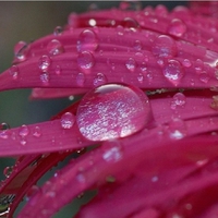 Droplet pink