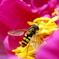 Bee and flower