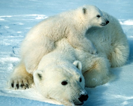 Polar bear family - wildlife, snow, bear, winter, animal, polar, arctic