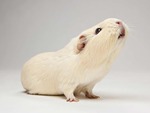 Guinea Pig