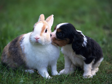 Sweet friends - animals, bunny, rabbits, rabbit, dog, dogs, cute, grass, garden, love, puppy, adorable, wallpaper, nature, kiss, animal, friends, new, puppies