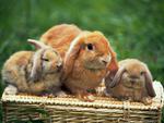 Rabbits in basket