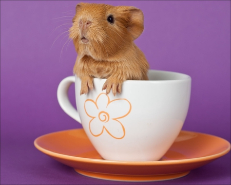 Rodent in a cup - animal, sweet, rodent, cup