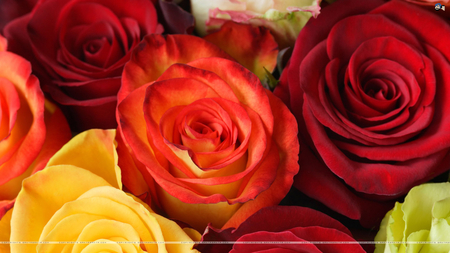 beautiful roses - d, f, a, s