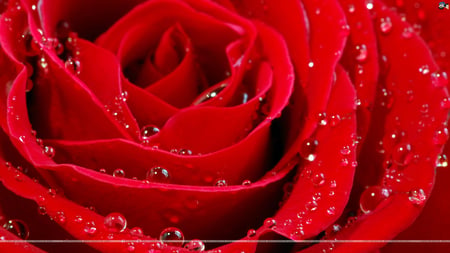 red rose - a, s, f, d