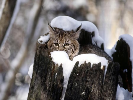 Lynx - wildlife, lynx, winter, cat, feline, snow