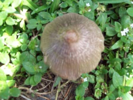 Brown Mushroom - weeds, circle, green, brown