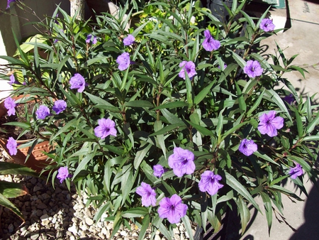 Purple Bush - bush, purple, green, leaves